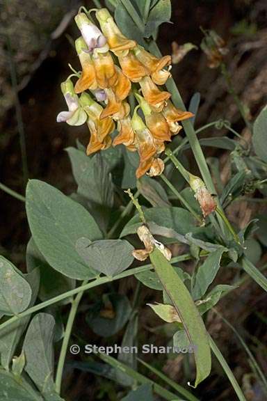 lathyrus sulphureus 5 graphic